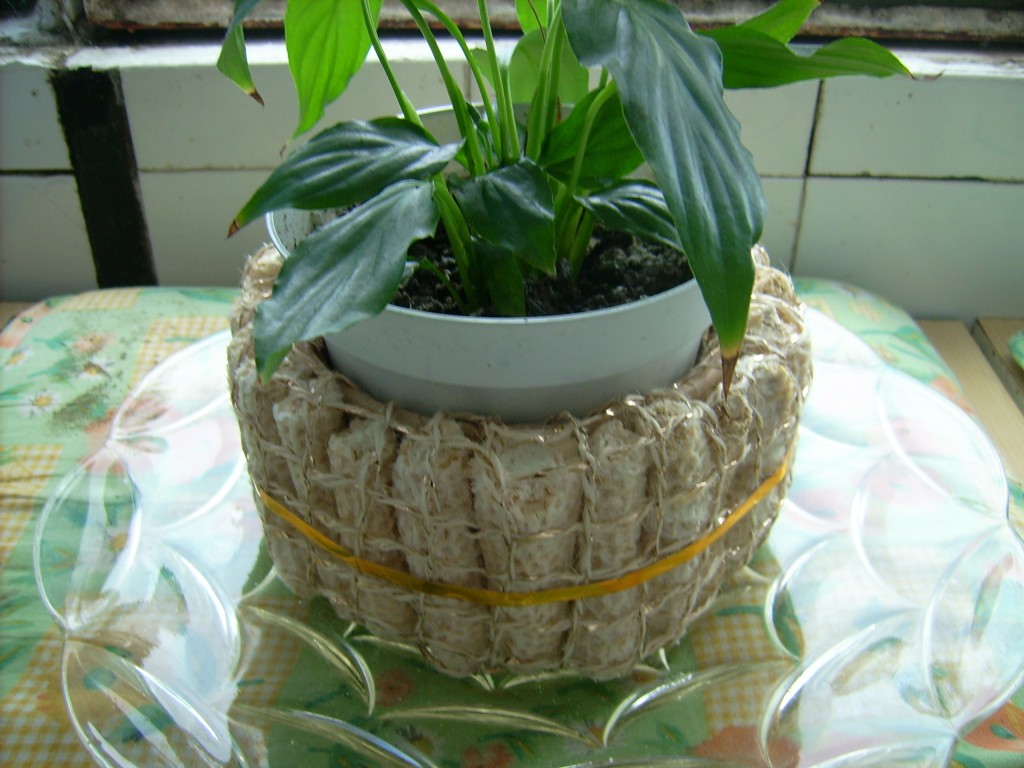 corn-cob-planter