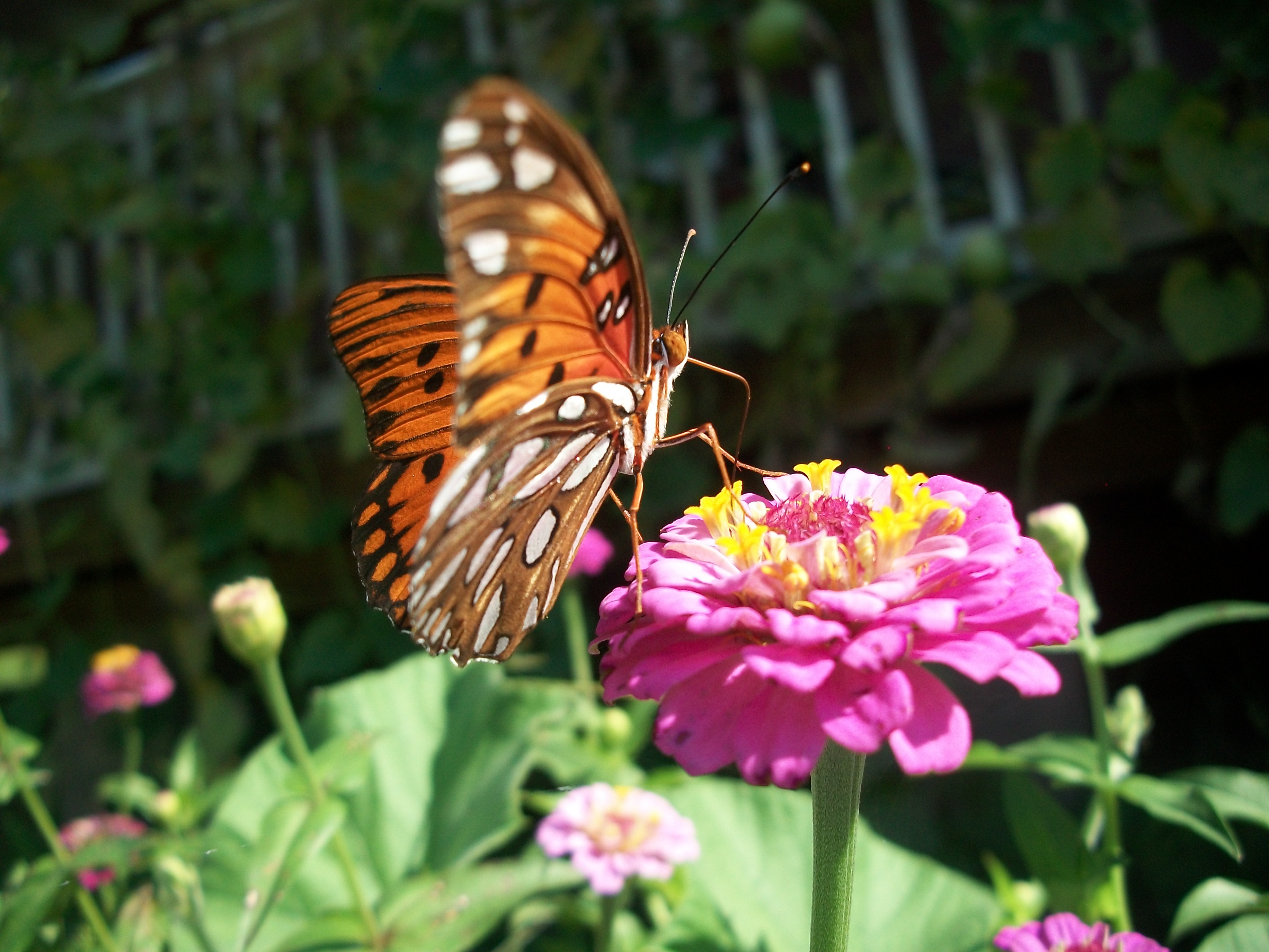 Butterfly and Zinnia