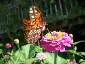 Butterfly and Zinnias